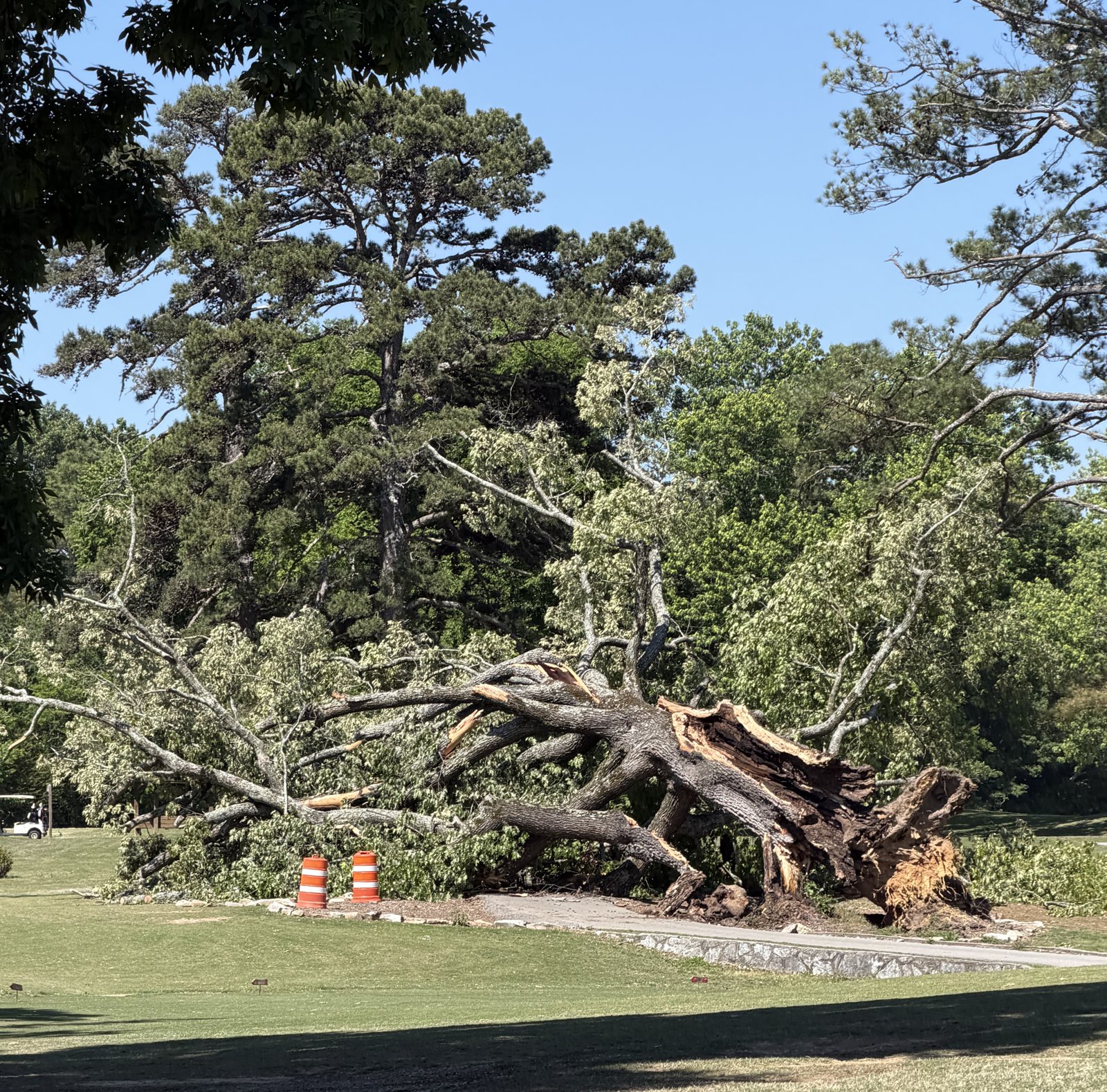Fallen oak tree on hole nine at Brainerd Golf Course
